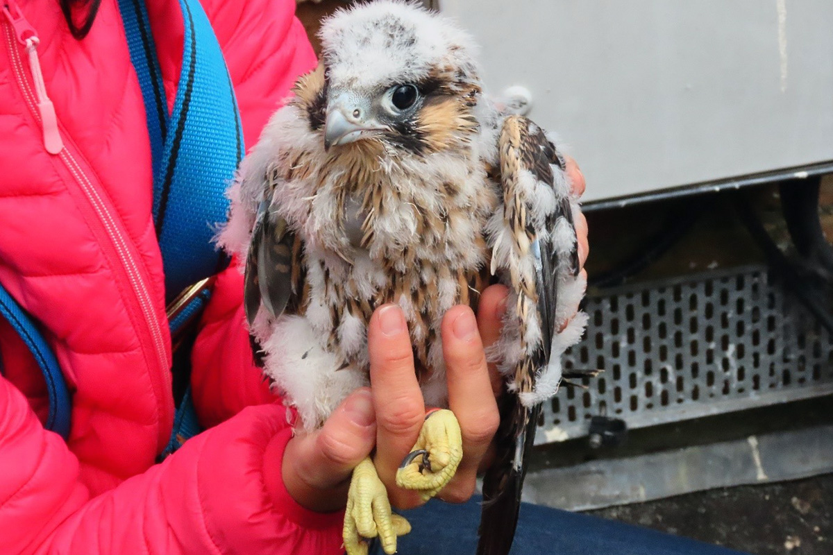 Peregrine falcons take flight at our New Milton water tower image