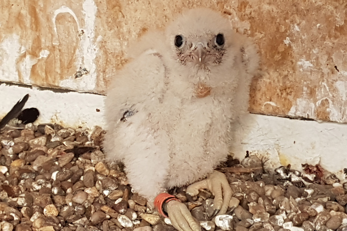 Making their nest inside the water tower turret image